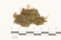 登錄號:B00014624藏品圖，第1張