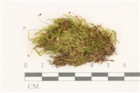 登錄號:B00014627藏品圖，第1張