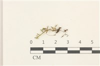 登錄號:B00014629藏品圖，第1張