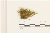 登錄號:B00014632藏品圖，第1張