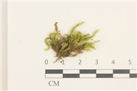 登錄號:B00014635藏品圖，第1張