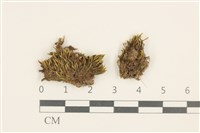 登錄號:B00014636藏品圖，第1張