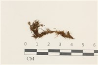 登錄號:B00014642藏品圖，第1張