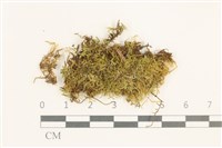 登錄號:B00014644藏品圖，第1張