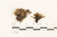 登錄號:B00014651藏品圖，第1張