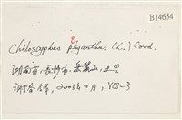 多胞裂萼苔藏品圖，第2張