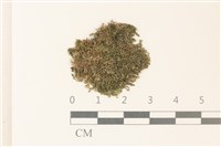 多胞裂萼苔藏品圖，第1張