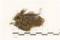 登錄號:B00014655藏品圖，第1張