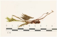 登錄號:B00014658藏品圖，第1張