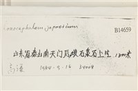 日本蛇苔藏品圖，第2張