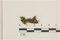 日本蛇苔藏品圖，第1張