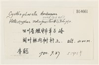 粗齒雉尾蘚藏品圖，第2張