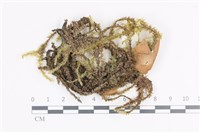 登錄號:B00014840藏品圖，第1張