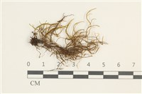 登錄號:B00014842藏品圖，第1張