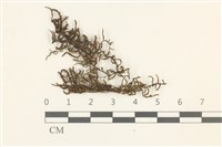 登錄號:B00014843藏品圖，第1張