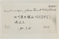 擬昂氏蘚藏品圖，第2張