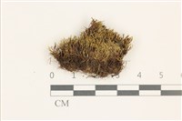 擬昂氏蘚藏品圖，第1張