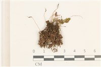 登錄號:B00014845藏品圖，第1張