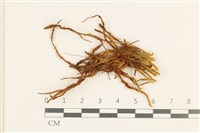 登錄號:B00014846藏品圖，第1張