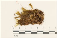 登錄號:B00014847藏品圖，第1張