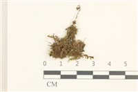 登錄號:B00014851藏品圖，第1張