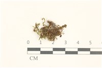 登錄號:B00014852藏品圖，第1張