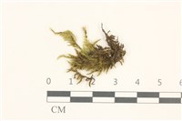 登錄號:B00014853藏品圖，第1張