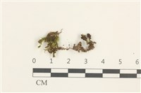 登錄號:B00014854藏品圖，第1張