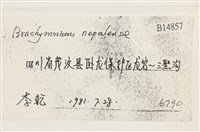 那霸短月蘚藏品圖，第2張