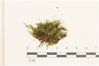 登錄號:B00014858藏品圖，第1張