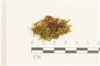 登錄號:B00014859藏品圖，第1張