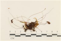 登錄號:B00014863藏品圖，第1張