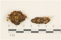 登錄號:B00014865藏品圖，第1張