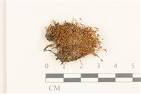 真蘚藏品圖，第1張