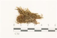 登錄號:B00014870藏品圖，第1張