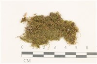 登錄號:B00014871藏品圖，第1張