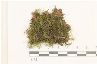 登錄號:B00014873藏品圖，第1張