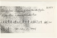 黃葉細濕蘚藏品圖，第2張