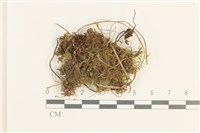 黃葉細濕蘚藏品圖，第1張