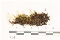 日本曲柄蘚藏品圖，第1張