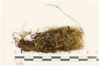 登錄號:B00014877藏品圖，第1張