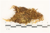 登錄號:B00014879藏品圖，第1張