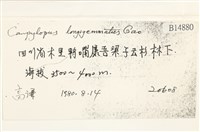 鞭枝曲柄蘚藏品圖，第2張