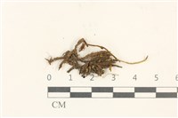 登錄號:B00014883藏品圖，第1張