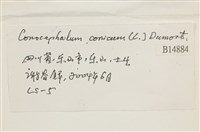 蛇苔藏品圖，第2張