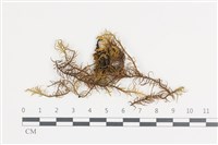 登錄號:B00015095藏品圖，第1張