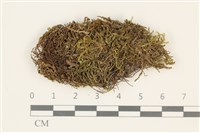 登錄號:B00015099藏品圖，第1張