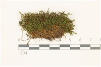 登錄號:B00015102藏品圖，第1張