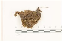 登錄號:B00015103藏品圖，第1張