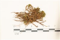 登錄號:B00015104藏品圖，第1張